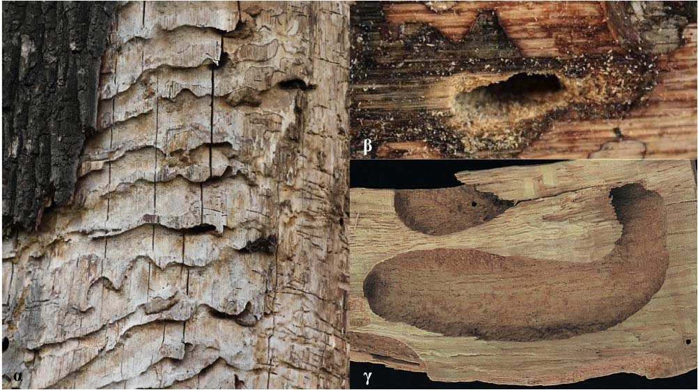 2α), στις σχισμές του φλοιού των δέντρων (Luce, 1995; Καϊλίδης, 2004; EU Wildlife and Sustainable Farming project, 2009).