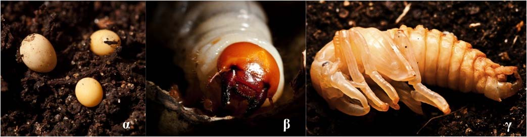 Εικόνα 2: α. αυγά, β. προνύμφη, γ. νύμφη(πηγή: WilliamHarvey (1) ) Ο διάρκεια των σταδίων του κύκλου ζωής του L.