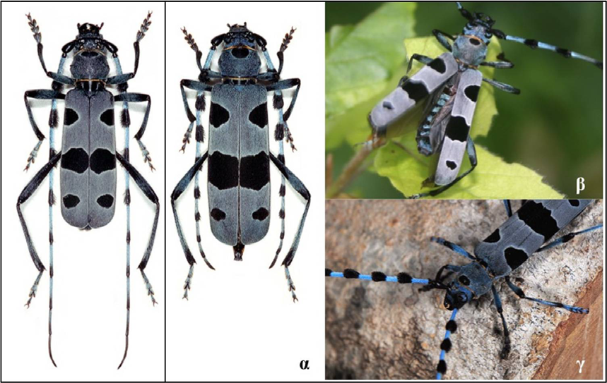 * Rosalia alpina Linnaeus, 1758 Φύλο: Αρθρόποδα Κλάση: Έντομα Τάξη: Κολεόπτερα Οικογένεια: Cerambycidae Κωδικός Natura 2000: 1087 Εικόνα 1: α. αρσενικό (αριστερά), θηλυκό (δεξιά) β. έλυτρα γ.
