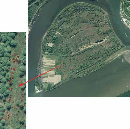 Шијачић-Николић М., Вилотић Д., Веселиновић М., Митровић С., Јокановић Д. 3.
