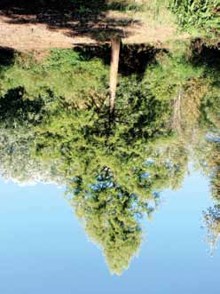 МОЧВАРНИ ТАКСОДИЈУМ (Taxodium distichum (L.) Rich.