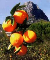 2.2. Ποικιλιακή σύνθεση και εξέλιξη των εξαγωγών 2.2.1. Πορτοκάλια Στην Ελλάδα κυριαρχούν οι εξαγωγές των NAVELS µε ποσότητες που φτάνουν έως και άνω των 250.