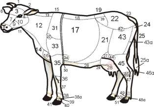 Τοπογραφία κυριοτέρων χωρών σώματος αγελάδας Χώρες στο σώμα της αγελάδας (πηγή: αρχείο Εργαστηρίου Γενικής & Ειδικής Ζωοτεχνίας).