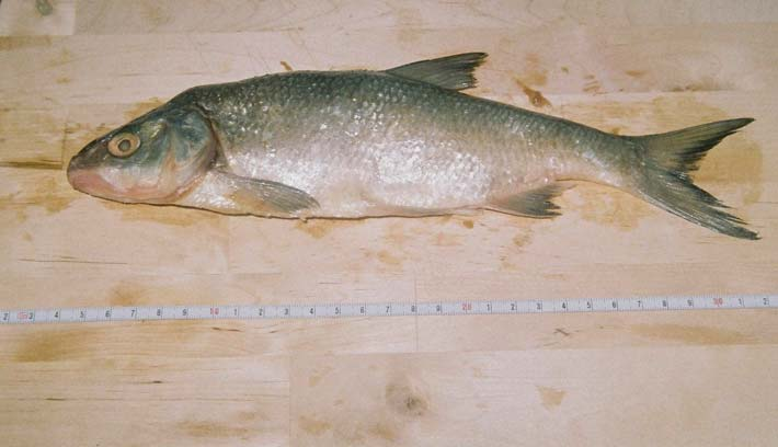 Figure 9.9 Scardinius erythrophthalmus (rudd), Lake Volvi.