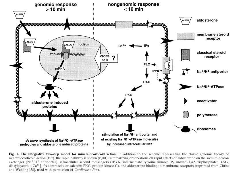 Falkenstein E, et al.