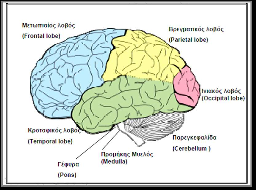 Σχήμα 3: Οι περιοχές του πρόσθιου εγκεφάλου.