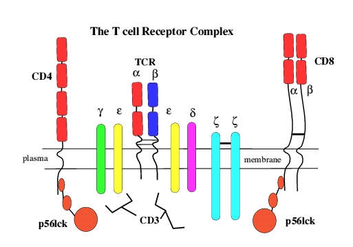 1.1.2. Οργάνωση του συμπλόκου TCR-CD3 Οι πρωτεΐνες του συμπλόκου CD3 έχουν κυτταροπλασματικές προεξοχές που τους επιτρέπουν να αλληλεπιδρούν με πρωτεΐνες μεταβίβασης σήματος.