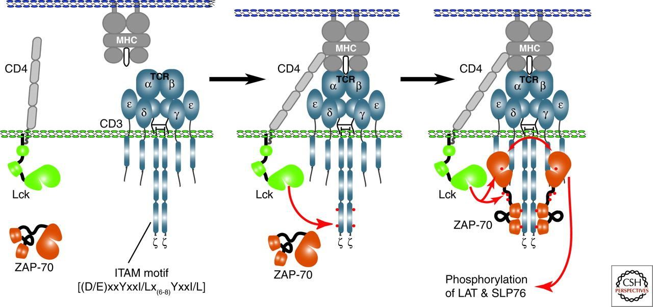 μόριο CD28, το CD2, τις κινάσες p56lck, p59fyn, PKC και θ (theta),ε νώ η περιφέρεια είναι εμπλουτισμένη με μόρια προσκόλλησης LFA-1 (Lymphocyte Fuction-Associated-1) και την ταλίνη, η οποία είναι