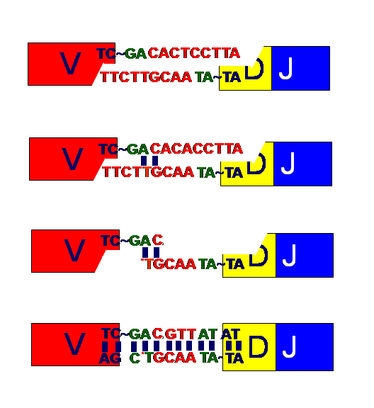Εικόνα 11: Μηχανισμός δημιουργίας ποικιλότητας από την προσθήκη και αφαίρεση νουκλεοτιδίων στις συνάψεις κατά τον ανασυνδυασμό V(D)J. 1.4.