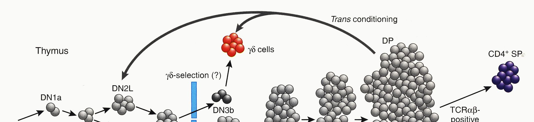 διάφορα στάδια διαφοροποίησης τους. Το υποσύνολο DN1 περιλαμβάνει κύτταρα με χαρακτηριστικά CD44+ CD25-. Οι αναδιατάξεις των γονιδίων του Τ κυτταρικού υποδοχέα γίνονται ιεραρχικά.
