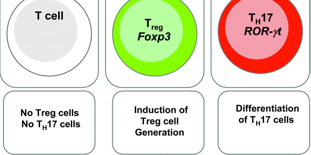 1.4.8 Treg κύτταρα Τα ρυθμιστικά Τ κύτταρα (Τregs) διαχωρίζονται στα φυσικώς παραγόμενα Τregs (natural Treg, ntreg), τα οποία για να δράσουν απαιτούν άμεση κυτταρική επαφή, και στα επαγόμενα Τregs