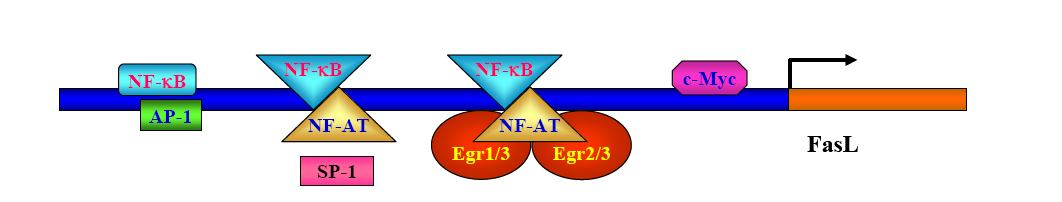 επαγόμενης ενεργοποίησης της απόπτωσης (activation-induced cell death, ΑΙCD), η οποία οδηγεί στην εξάλειψη των αυτοαντιδραστικών Τ κυττάρων 28,29.