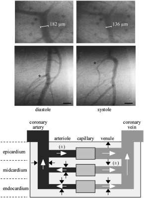Coronary Vascular tone Metabolic Myogenic Endothelial Neural the influence of these control mechanisms varies depending upon location within the coronary vasculature Intramural subendocardial