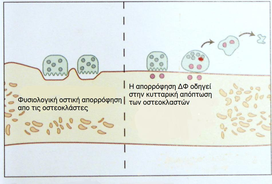 10 4. ΜΗΧΑΝΙΣΜΟΣ ΔΡΑΣΗΣ Η βασική βιολογική λειτουργία των ΔΦ είναι η αποτροπή της απορρόφησης του οστού και, κατά συνέπεια, η παρεμπόδιση του φυσιολογικού κύκλου μεταβολισμού (δόμησης- αποδόμησης)