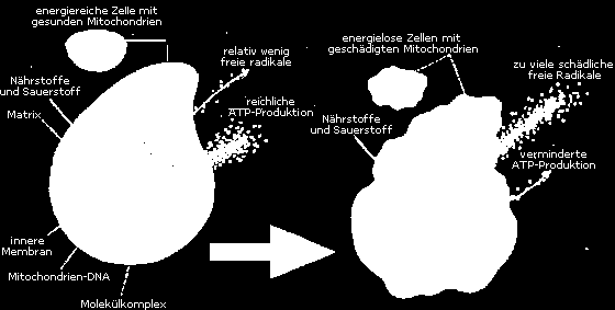 L I F T T R I P L E AC T I O N - FORMULAR Με τον έλεγχο των ακουαπορινών στο συνένζυμο Q10 της κυτταρικής μεμβράνης ενεργοποιείται η μεταφορά νερού από τον ιστό στα κύτταρα.