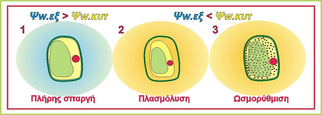 μεμβράνες. Η ύπαρξη των ημιπερατών μεμβρανών σε συνδυασμό με το πρακτικώς ανελαστικό κυτταρικό τοίχωμα, καθιστά το φυτικό κύτταρο ένα ιδεώδες ωσμωτικό σύστημα.