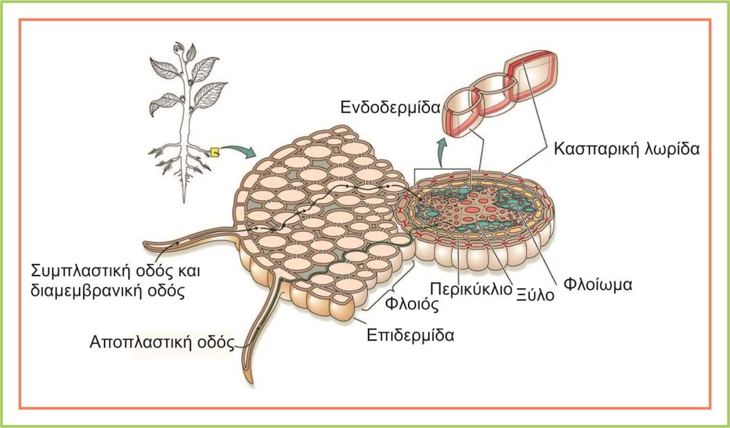 Εικόνα 4. Οι τρεις εναλλακτικές οδοί μεταφοράς νερού στους ιστούς της ρίζας. Taiz L. and Zeiger E, 2012. Οι μηχανισμοί με τους οποίους μετακινείται το νερό στη ρίζα δεν είναι πλήρως γνωστοί.