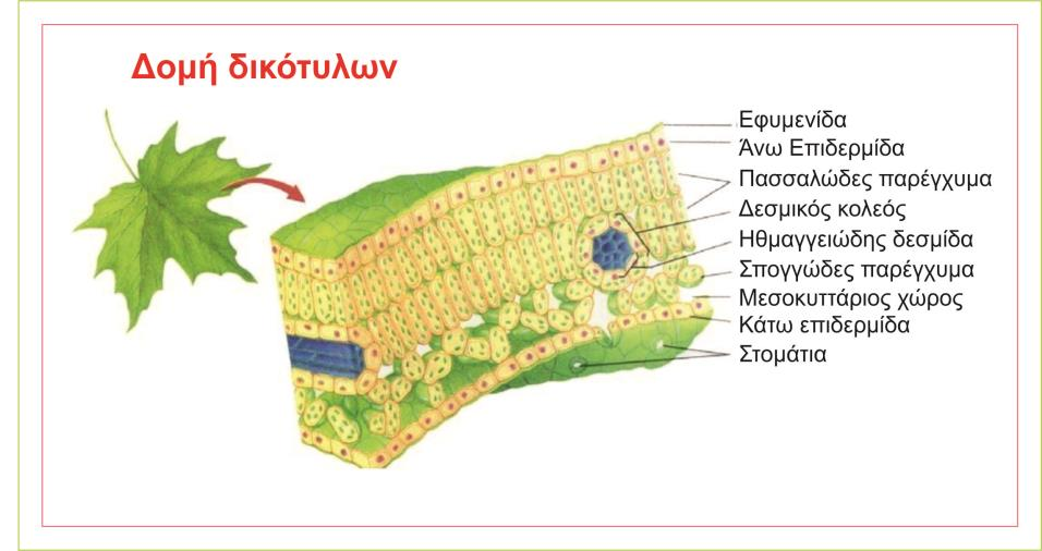 στην αποαξονική επιφάνεια. Στα φύλλα των δικότυλων φυτών η κατανομή των στομάτων είναι άτακτη και τα καταφρακτικά κύτταρα ανήκουν στον νεφροειδή τύπο δηλαδή παρουσιάζουν μορφή ημισέληνου.