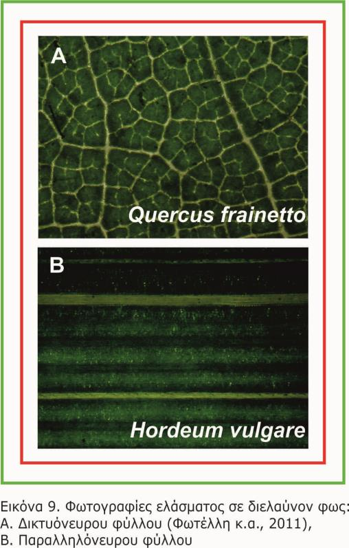 Εικόνα 8. Τρισδιάστατη απεικόνιση ενός τυπικού ομοιογενούς φύλλου μονοκότυλου φυτού. http://www.docstoc.com/docs/80630921/leaf-structure-illustrations-dicot-leaf-structure-dicot-leaf με τροποποίηση.