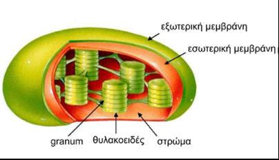 Εικόνα 11. Τρισδιάστατη απεικόνιση χλωροπλάστη. Διακρίνεται το σύστημα διπλών μεμβρανών και των μεμβρανικών διατάξεων των θυλακοειδών του στρώματος και των grana. Α.7.3.2.
