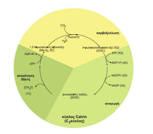 Εικόνα 13. Ο κύκλος του Calvin περιλαμβάνει τρία στάδια με τελική κατάληξη την αφομοίωση και αναγωγή ενός μορίου CO 2 στο επίπεδο του υδατάνθρακα και την αναγέννηση του αρχικού υποστρώματος.