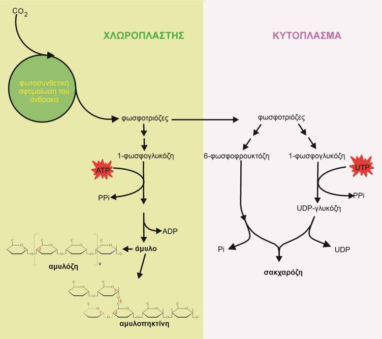 καταπόνησης για την επιβίωση των φυτών και την παραγωγικότητα των καλλιεργειών (Boyer, 1982; Chaves et al., 2003; Flexas et al., 2006).