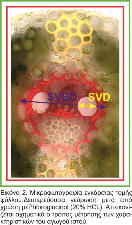 Β.5.5. Μέτρηση διαμέτρου αγγείων αγωγού ιστού (SVD, MVD) Εγκάρσιες τομές νωπών φύλλων οι οποίες πραγματοποιήθηκαν στο μέσον του ελάσματος και για τις οποίες προηγήθηκε χρώση με Phloroglucinol (20%