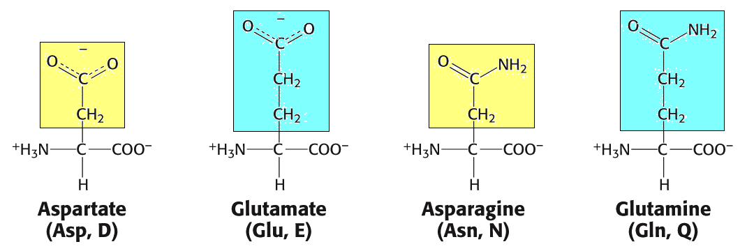 Όξινα αμινοξέα Amino acids