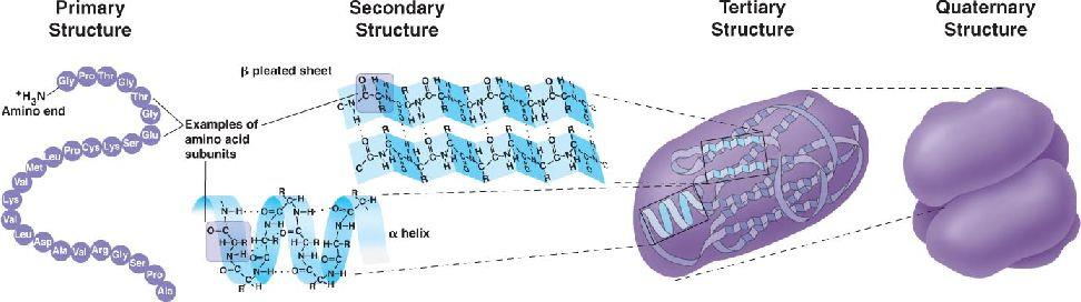 Δομή των πρωτεϊνών Πρωτοταγής δομή: Καθορίζει τη δομή μίας πρωτεΐνης Δευτεροταγής δομή: Διαμόρφωση μίας μικρής πολυπεπτιδικής αλυσίδας στο