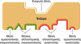 Μεταβολές της ενζυμικής Ένα ένζυμο μπορεί να έχει θέσεις τόσο για αύξηση της