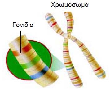 Τα γονίδια είναι υπεύθυνα για την κληρονόμηση χαρακτηριστικών από τους προγόνους στους απογόνους.