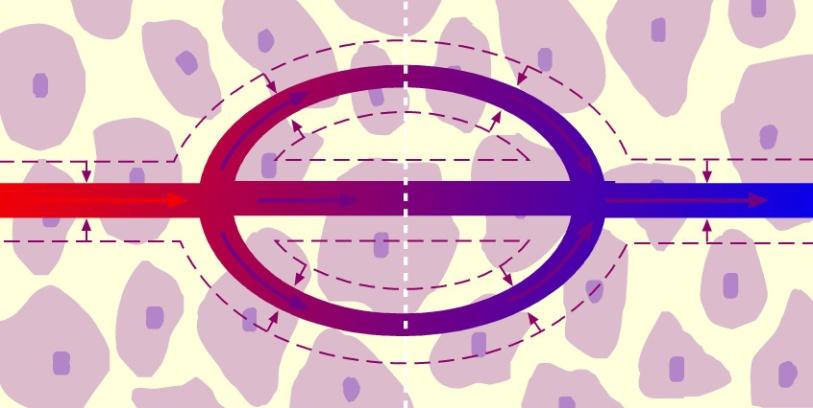 Complementary Effects of a CCB/RAS Inhibitor: Reduction of CCB-associated Edema1 I.