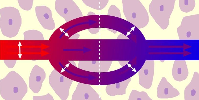 n n CCBs + RAS inhibitors* Blockade of RAS inhibits effects of angiotensin II, giving rise to additional