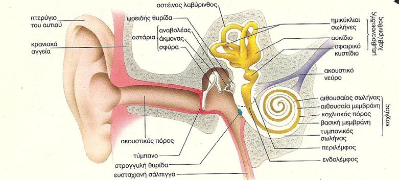 Sq ma 2.1: AnatomÐa tou perferiakìu sust matoc ako c, (apì to [135]). Sq ma 2.2: Diatom tou koqlða (apì to [135]).