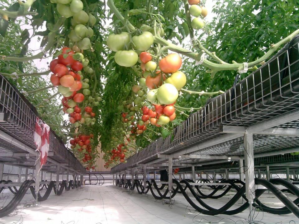 ανάπτυξης και ένα βήμα πρίν την πρώτη συγκομιδήτων καρπών τους.