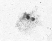 galloprovincialis bearing one micronucleus (α - arrow), two micronuclei (β - arrows), two separate nuclei (γ - arrows) and eight-shaped nucleus (δ - arrow).