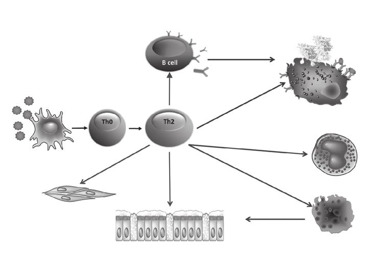 14 Δ. Βούρδας και συν Παραγωγή ειδικής IgE Μετανάστευση μαστοκυττάρων-αποκοκκίωση Φυσική έκθεση (χαμηλή δόση αλλεργιογόνου) IL-4 Isotype switch IgE IL-4, IL-13 Μαστοκύτταρο IL-13 IL-4 IL-9 IL-13