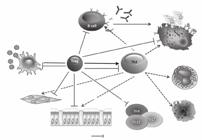 IgG4-IgE για σύνδεση με το αλλεργιογόνο ΑΝΘ (μεγάλη δόση αλλεργιογόνου) IL-4 Επαγωγή ειδικών Treg Μαστοκύτταρο IL-13 Άμεση και έμμεση καταστολή δράσης MC, Eos, Bas «Επιδιόρθωση» DCs φλεγμονής Επαγωγή