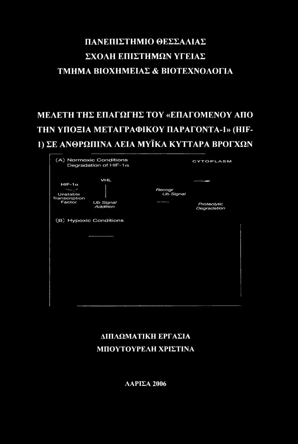 ;,--' Unstable Transcription Factor VHL Ub Signal Addition Recogr Ub Signal