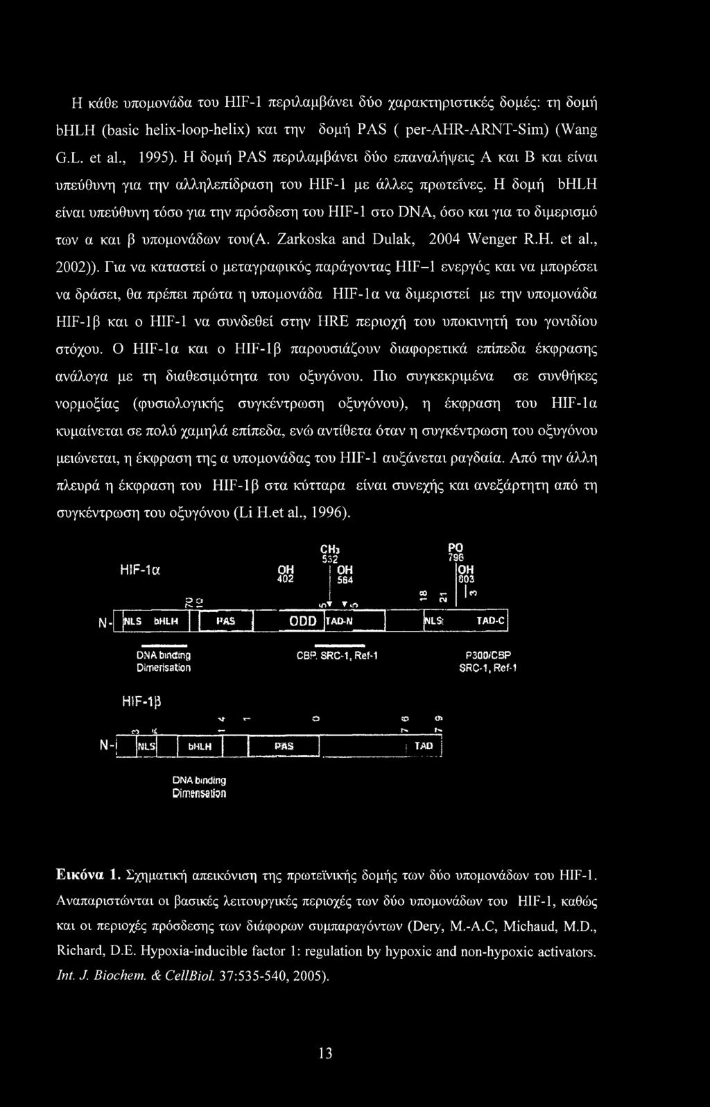 Η δομή bhlh είναι υπεύθυνη τόσο για την πρόσδεση του HIF-1 στο DNA, όσο και για το διμερισμό των α και β υπομονάδων του(α. Zarkoska and Dulak, 2004 Wenger R.H. et al., 2002)).