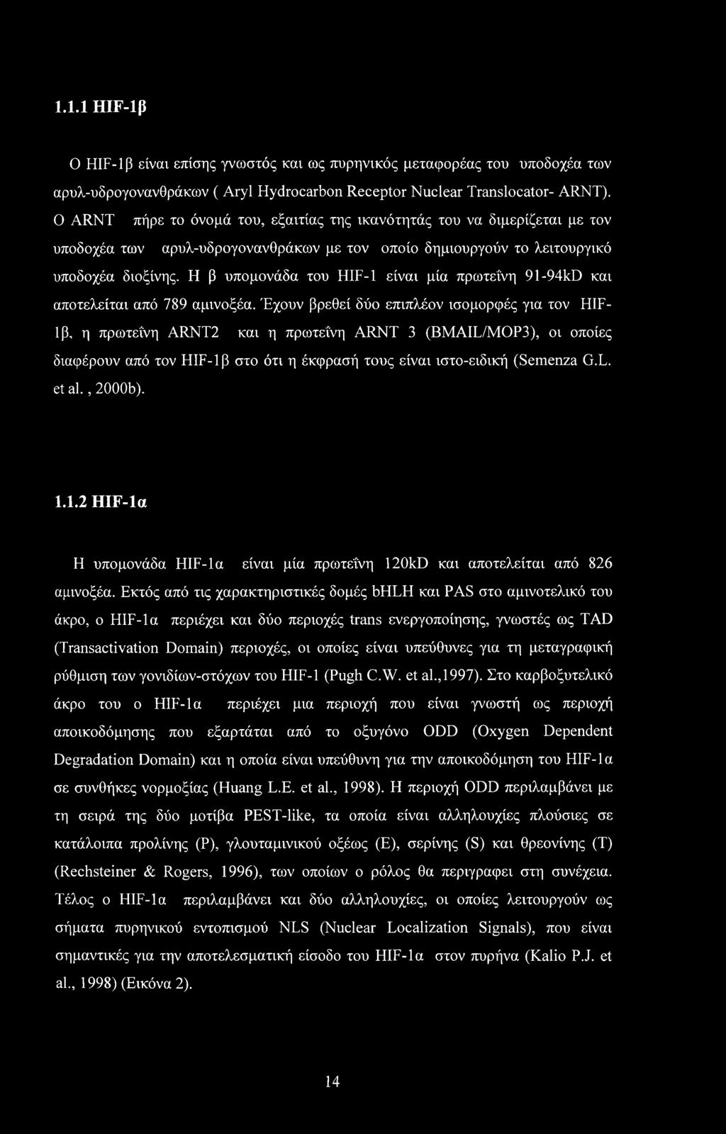 Η β υπομονάδα του HIF-1 είναι μία πρωτεΐνη 91-94kD και αποτελείται από 789 αμινοξέα.