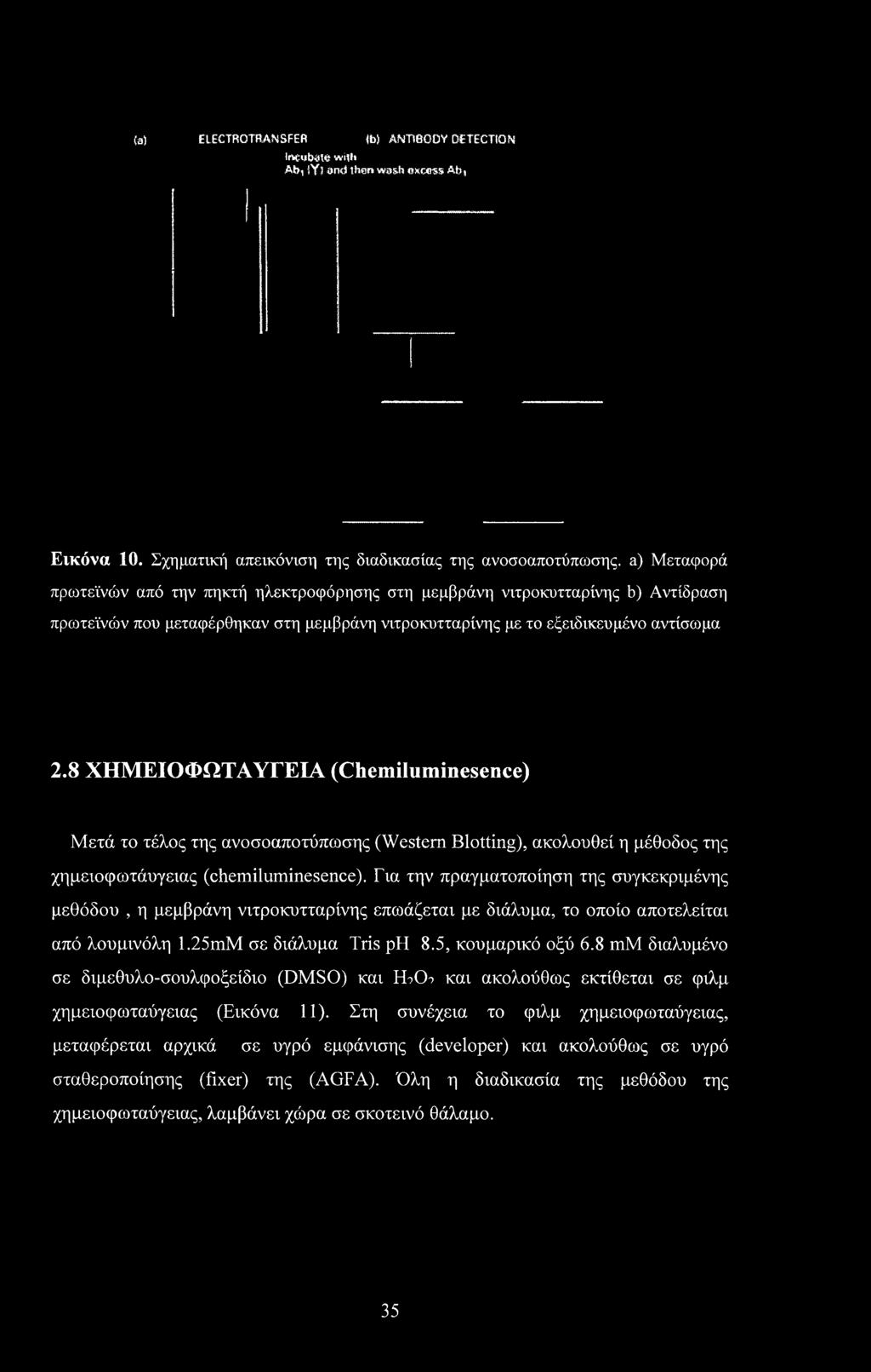 5a) ELECTROTRANSFER 5b) ANTIBODY DETECTION Irtcutwie with Ab; iy) end than wash excess At>, Εικόνα 10. Σχηματική απεικόνιση της διαδικασίας της ανοσοαποτύπωσης.