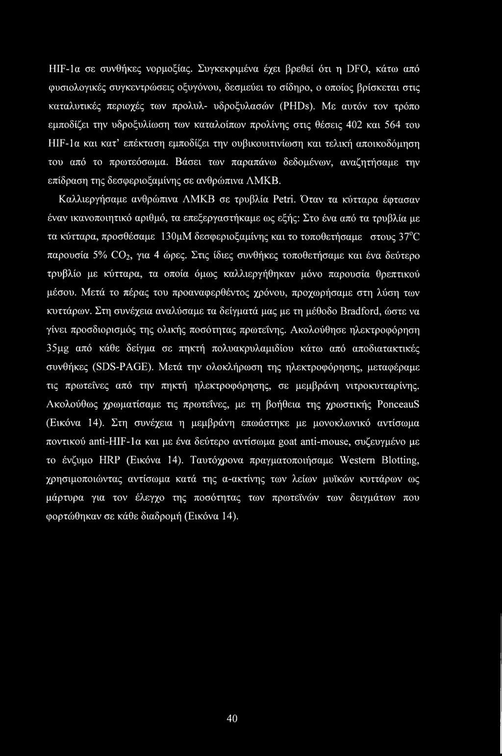 HIF-la σε συνθήκες νορμοξίας.
