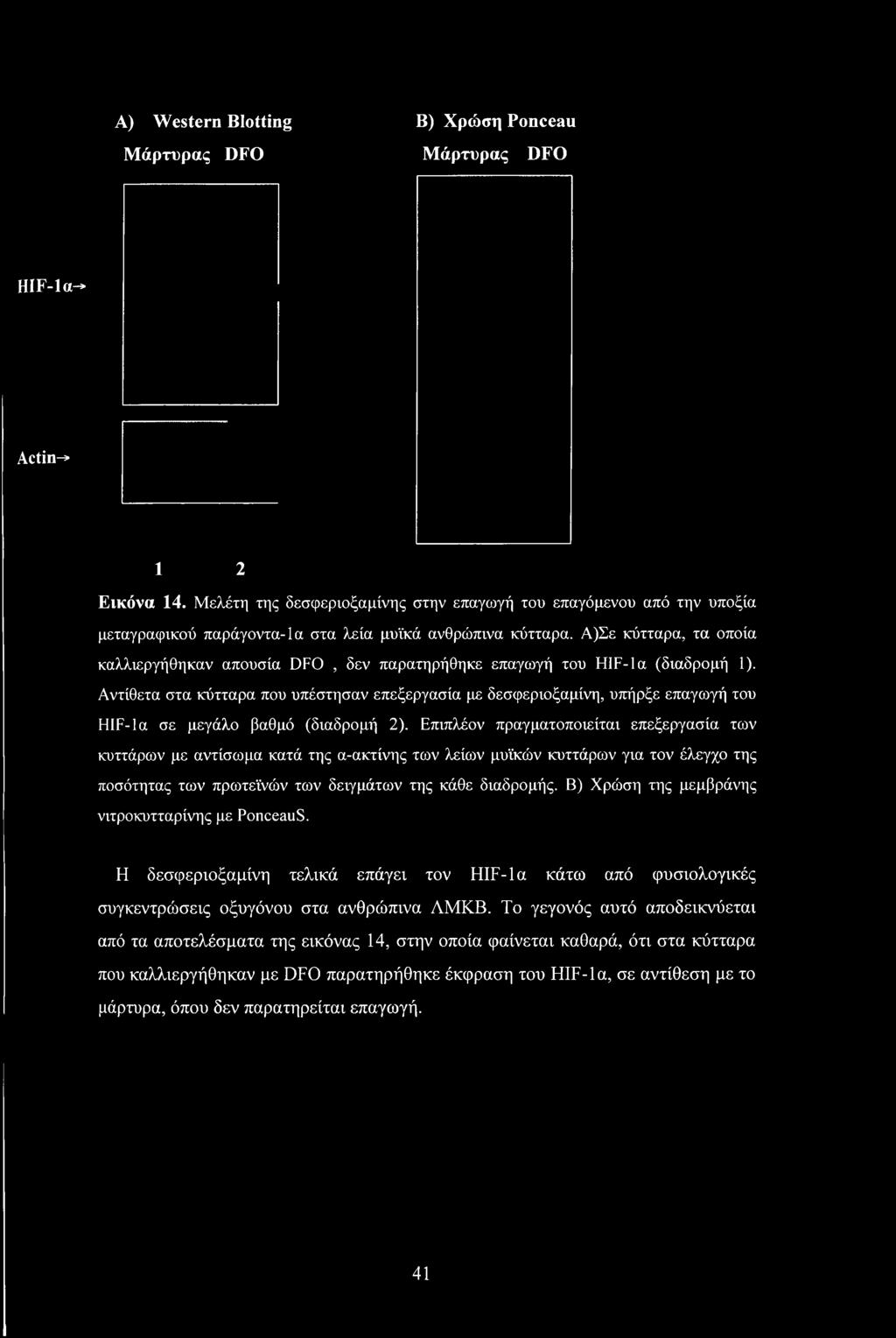 Α)Σε κύτταρα, τα οποία καλλιεργήθηκαν απουσία DFO, δεν παρατηρήθηκε επαγωγή του HIF-la (διαδρομή 1).