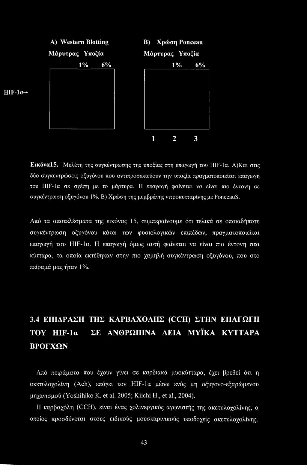 Β) Χρώση της μεμβράνης νιτροκυτταρίνης με PonceauS.