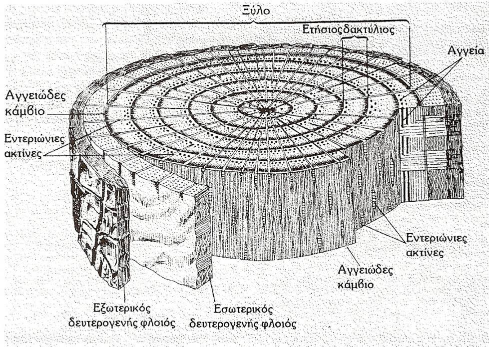 3. Ανασύσταση του ιστορικού της φωτιάς Αυξητικοί δακτύλιοι Ο αυξητικός δακτύλιος (growth ring) είναι το τμήμα του δευτερογενούς ξυλώματος που παράγεται σε μία βλαστητική περίοδο στα ξυλώδη φυτά και