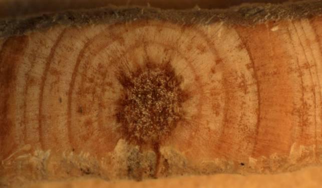 Η Pinus nigra έχει αποτελέσει αντικείμενο δενδροοικολογικών και δενδροκλιματολογικών μελετών (για παράδειγμα: Strumia et al. 1997, Martín- Benito et al 2008, 2011, Brandes 2009, Sarris et al.