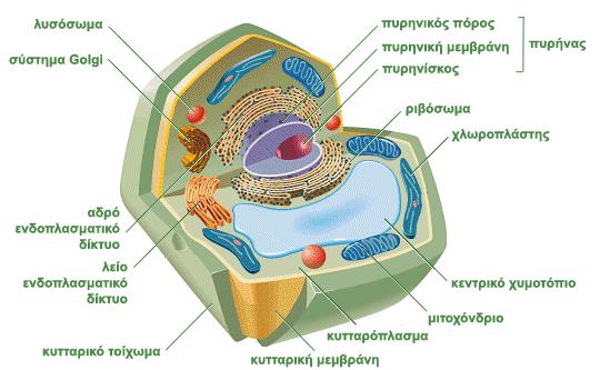 1 9 ΦΥΚΗ Βασικά στοιχεία δομής και λειτουργίας φυτικού και φυκικού κυττάρου Το φυτικό-φυκικό κύτταρο (Σχήμα 8) περιβάλλεται από εύκαμπτη κυτταρική μεμβράνη, στην εξωτερική επιφάνεια της οποίας