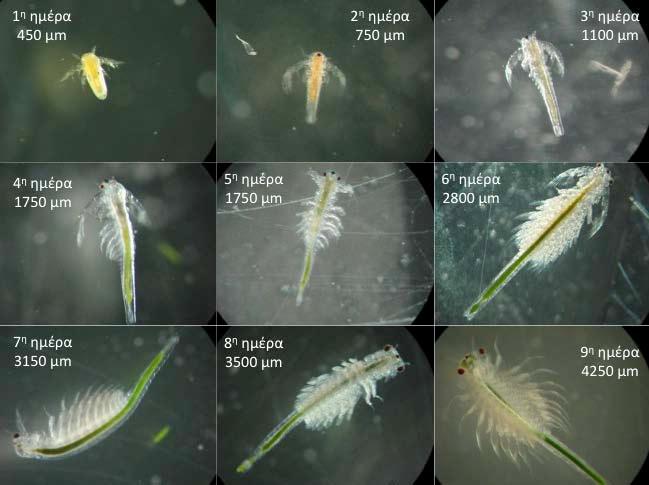 99 Σχήμα 76. Στάδια ανάπτυξης της Artemia ανάλογα με την ημέρα από την εκκόλαψη. Φωτογραφικό κολάζ από Γ.