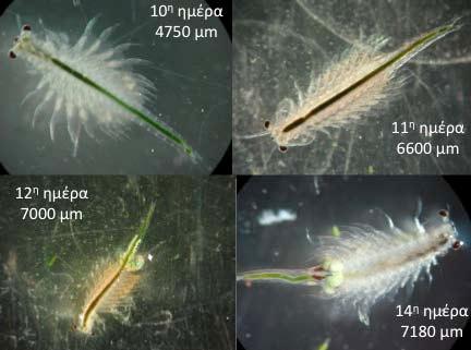 ΙΧΘΑΛ/ΤΕΙ Μεσολ. Σχήμα 77. Φωτογραφικό κολάζ ενήλικων Artemia από Γ.